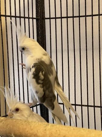 Image 3 of Beautiful Pairs cockatiels for sale