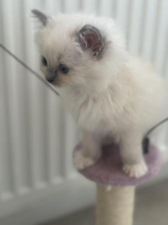 Image 8 of Gccf/tica active blue mitted kittens  available to reserve