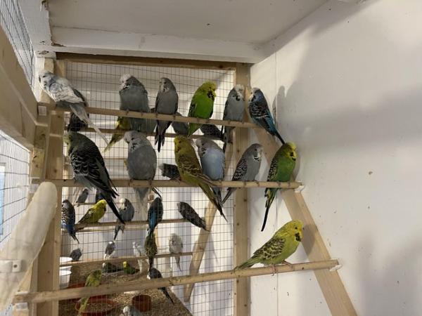 Image 2 of Budgies exhibition and pet types