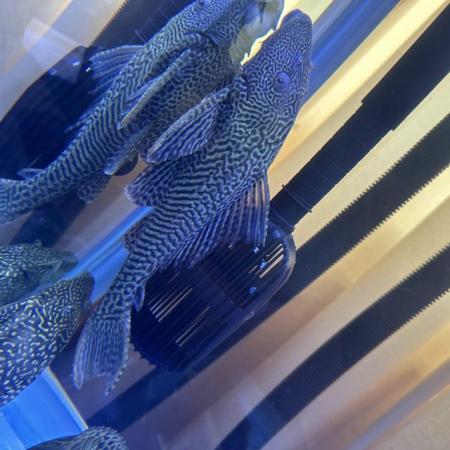 Image 5 of OSCAR FISH, ASIAN REDTAIL CATFISH AND PLECO