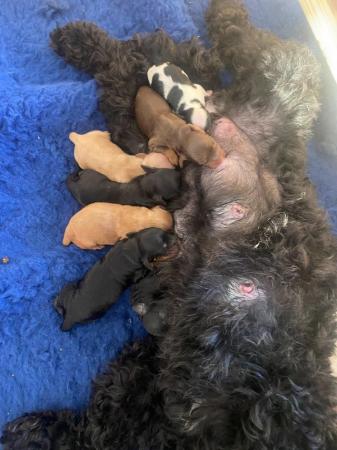 Image 6 of Cockapoo Puppies Available 3rd July