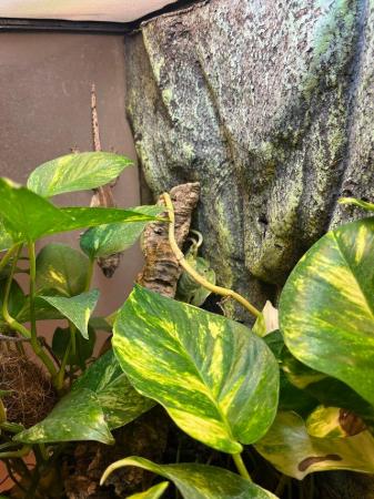 Image 4 of 2 year old male gargoyle gecko with full bio set up