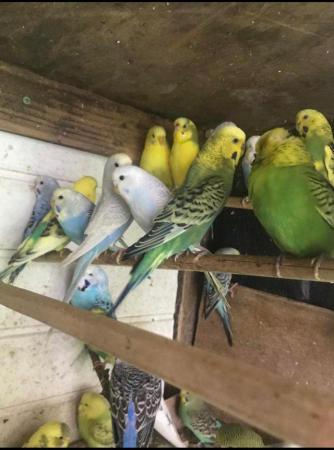Image 6 of Baby budgies for sale please message