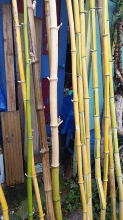 Image 3 of CANESof Bamboo.for staking, screening etc etc
