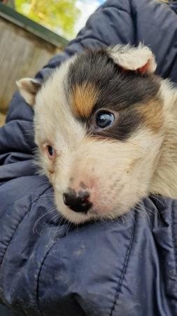 Image 6 of CARIAD litter of Welsh Sheepdog Border Collie pups