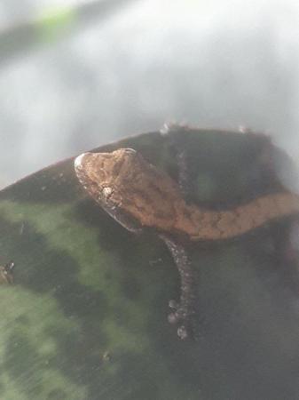 Image 5 of Mourning Geckos mixed morphs £10 each AVAILABLE ON 03/06/24