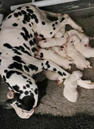 Image 4 of Kc registered dalmatian puppies