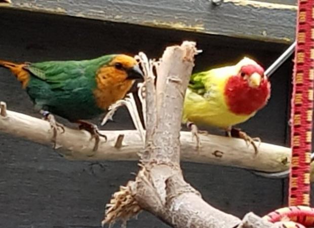 Parrot finches for sale For Sale in Waterlooville, Hampshire | Preloved