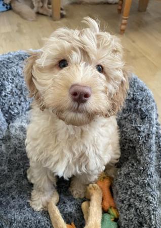 Image 11 of Goldendoodle puppies *** only 1 boy left ready now*