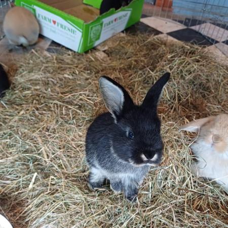 Image 4 of Cute 5 week old and 5 month old ni lops ready to be re-homed