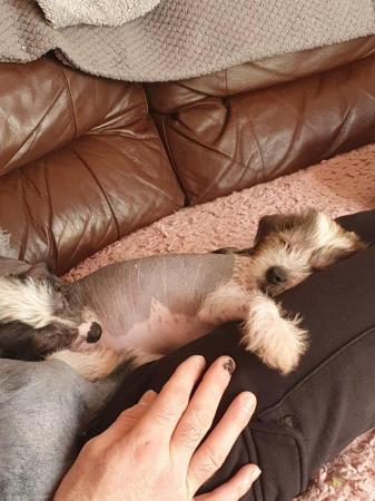 Image 7 of KC Chinese crested puppieslooking for their forever home