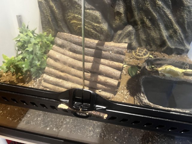Preview of the first image of Lovely 2 year old female tortoise with full set up.