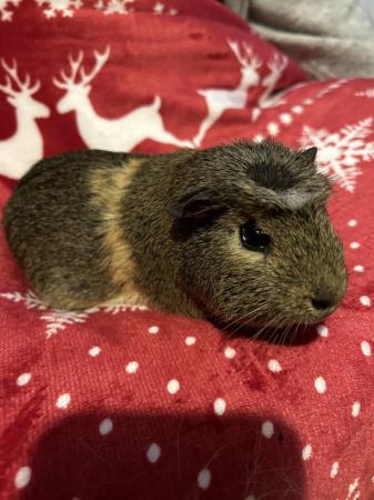 Image 4 of Guinea Pigs for Sale - mixed ages and sexes