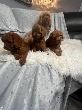 Image 6 of Extensively Health Tested Cavapoo Babies