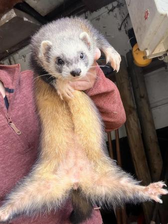 Image 4 of Ferret kits ready July 4th mixed litter
