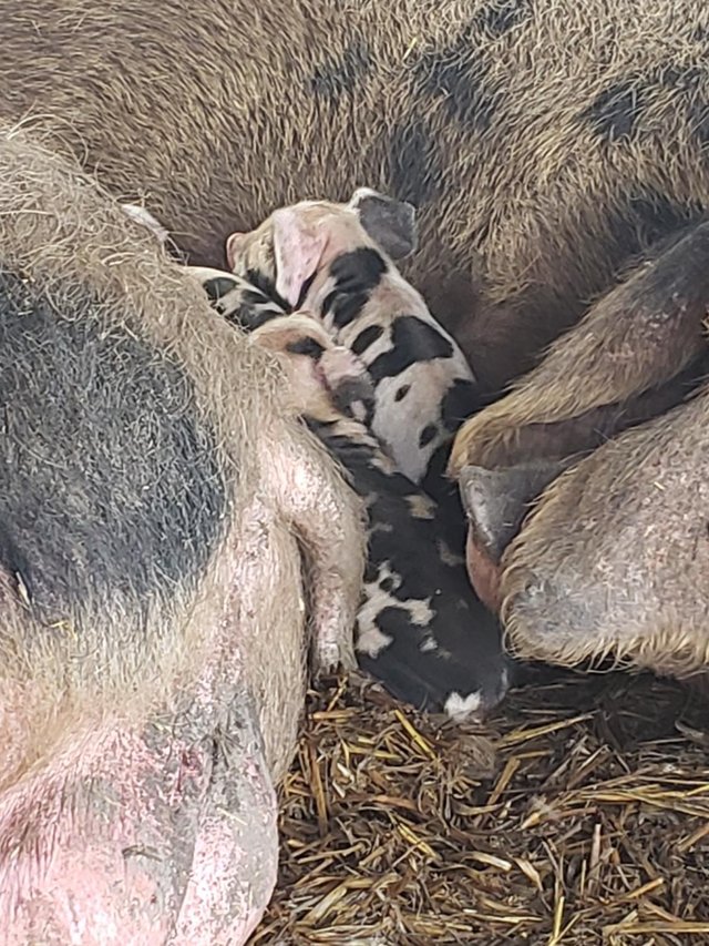 Preview of the first image of Weaner piglets Gloucester Old spot X OSB.