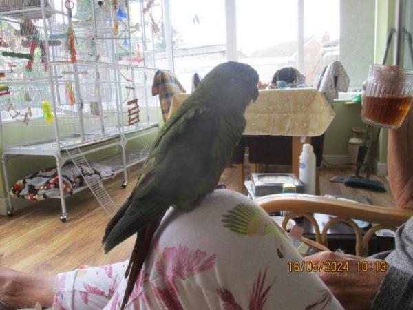 Image 12 of 2 x Austel conures. very tame