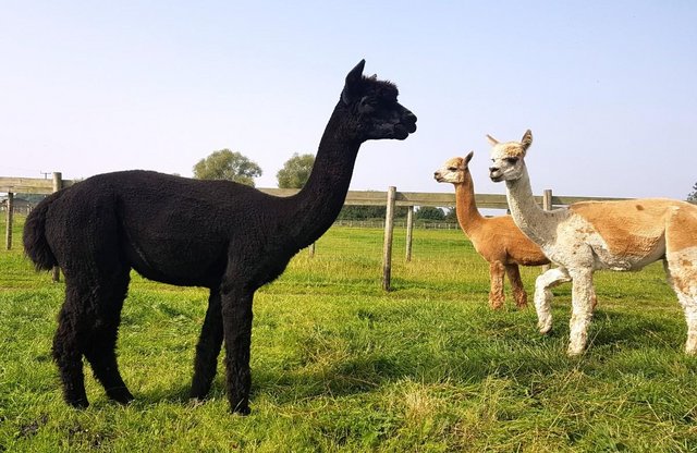 Image 5 of ALPACA BAS REG'D INTACT MALE TOP BLOODLINES, CHAMPION SIRED