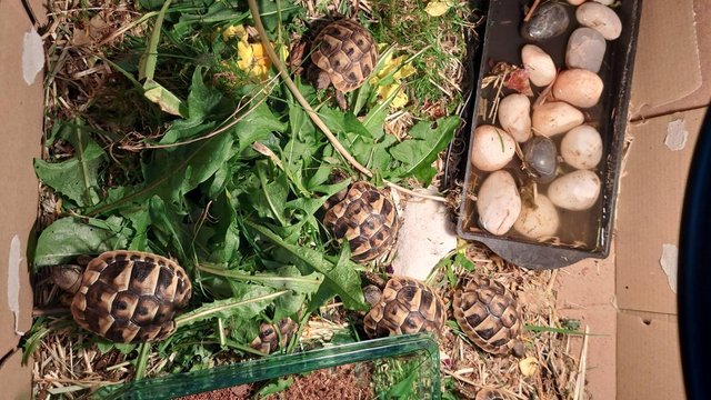 Image 2 of Hermann Tortoise Hatchlings