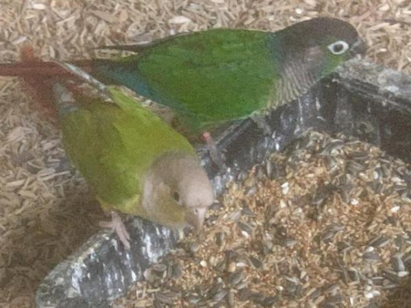 Image 1 of conures breeding pair for sale