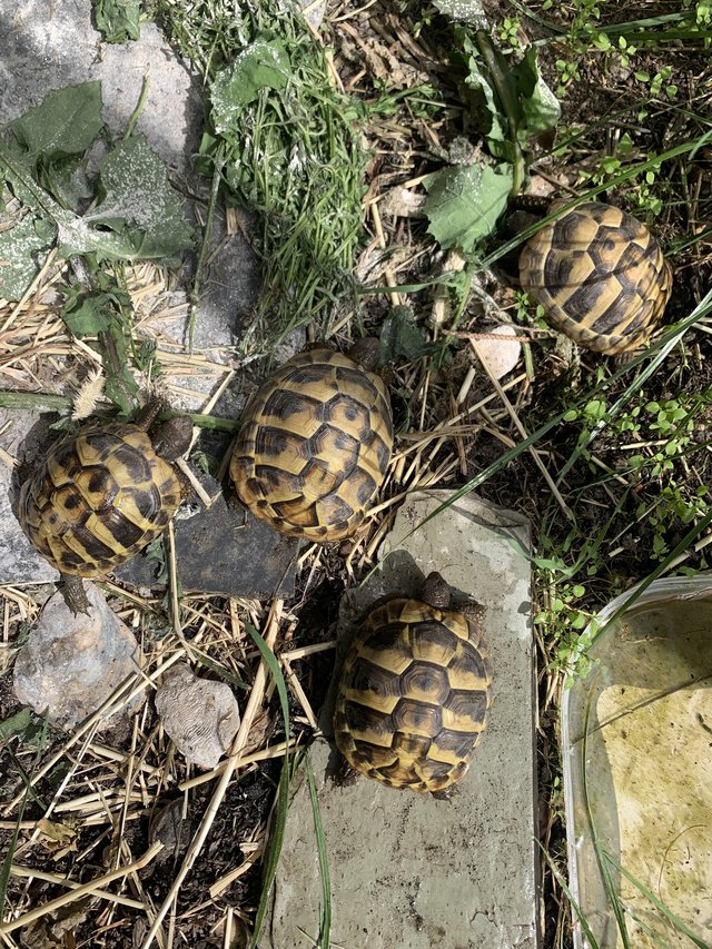 Preview of the first image of Hermanns tortoises for sale Danbury.