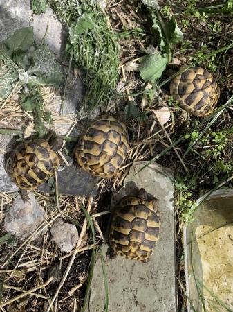 Image 1 of Hermanns tortoises for sale Danbury