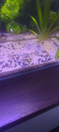 Image 3 of Fully aquatic african dwarf frogs