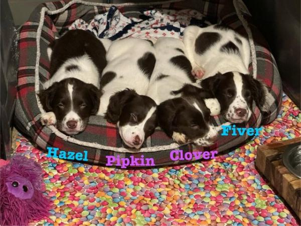 Image 42 of READY NOW Fabulous English springer puppies