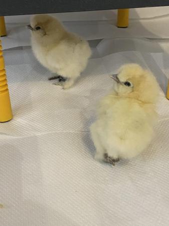 Image 7 of Pure breed Silkie chicks USA and miniature