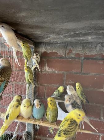 Image 3 of Baby and adult budgies for sale