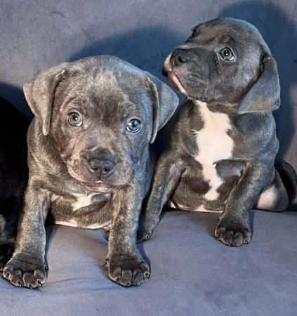 Image 1 of Staffie pups for sale 7 weeks old microchipped fleed wormed