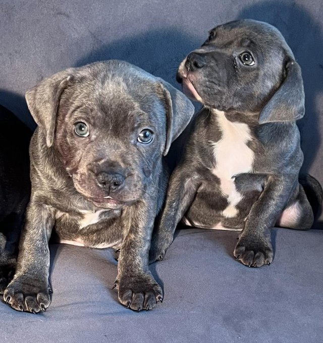 Preview of the first image of Staffie pups for sale 7 weeks old microchipped fleed wormed.