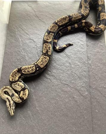 Image 4 of 3year old male Peruvian long tail boa constrictor