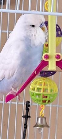 Image 2 of I have 2 Budgies for sale