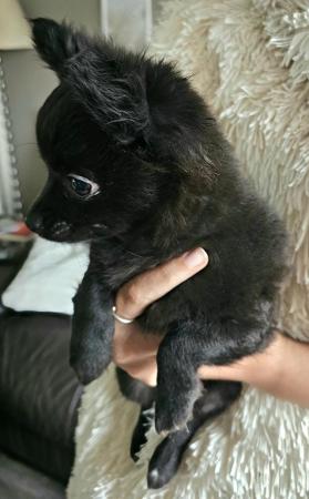 Image 3 of **Black Female Chihuahua puppy , long-haired, ready now**