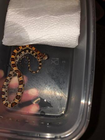 Image 1 of Baby corn snakes for sale newport
