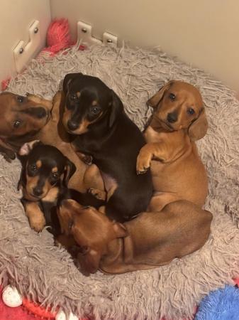 Image 4 of 6 week old mini dachshund pups