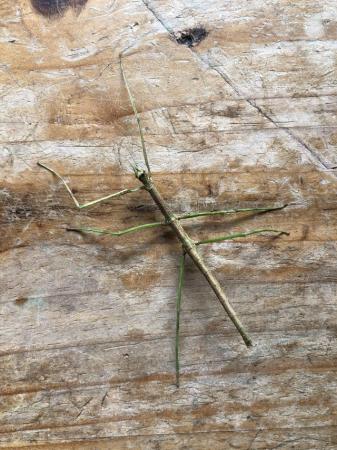 Image 3 of Rare Annan stick insects for sale