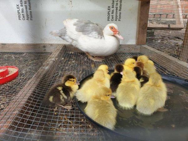 Image 7 of Muscovy ducks available in a range of colours