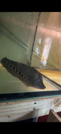 Image 5 of Two knife fish needing new homes
