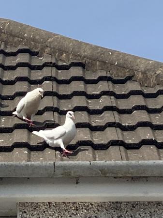 Image 1 of doves, white fantail doves