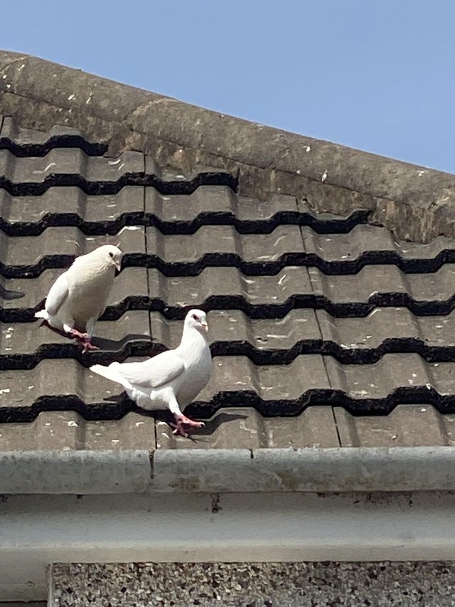 Preview of the first image of doves, white fantail doves.