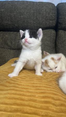 Image 4 of 3 adorable kittens- 8 weeks old (3 Left)
