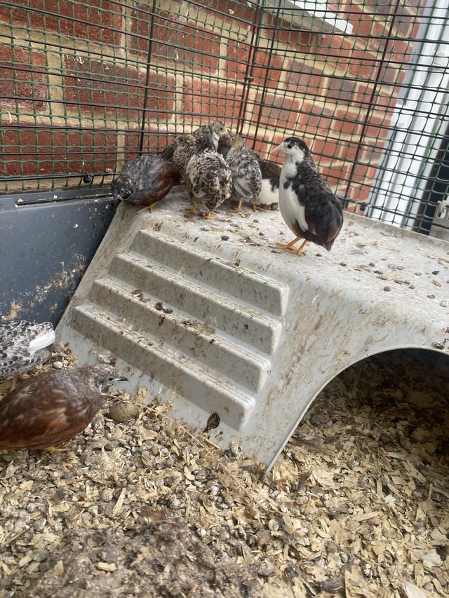 Preview of the first image of Young semi tame button quails.