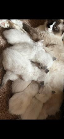 Image 6 of READY TO LEAVE 3 males fullragdoll kittens