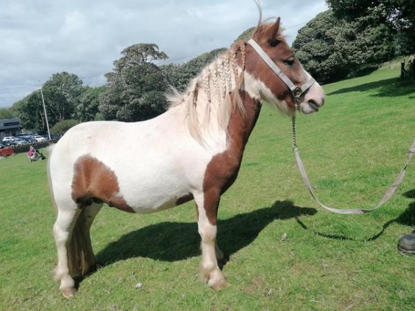 Image 1 of Little Shetland pony for sale