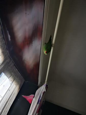 Image 3 of 5 Years Old Indian Ringneck Parakeet + Cage + All Supplies