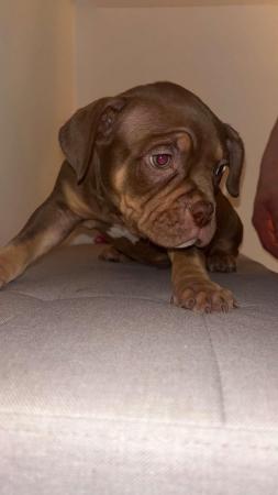 Image 3 of Pocket bully puppy for sale