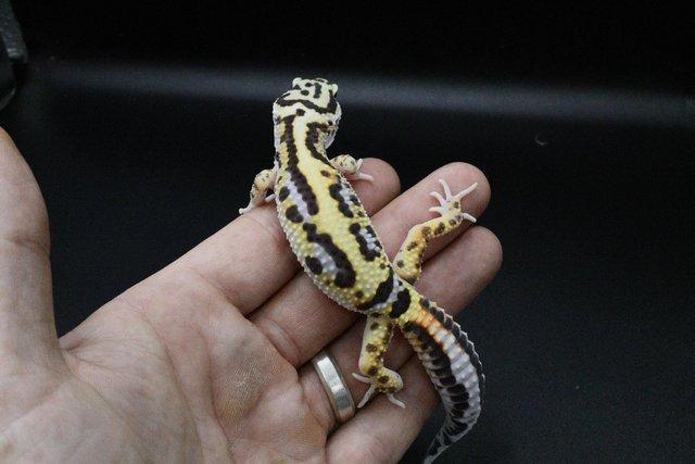 Preview of the first image of Leopard Gecko (Bold Bandit) (poss hets below) hatch 28/7/23.