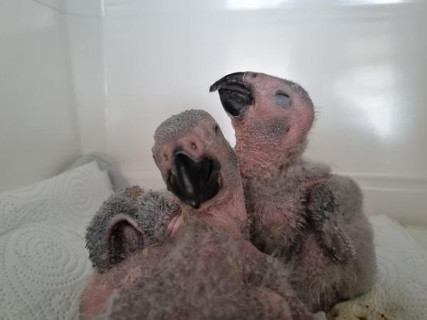 Image 1 of African grey parrot babies